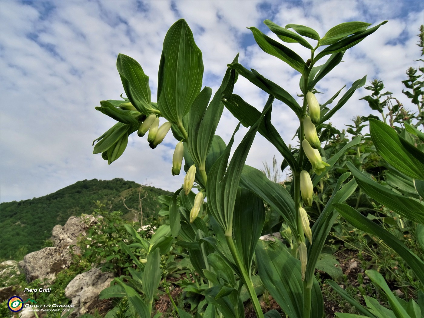 03 Polygonatum odoratum (Sigillo di Salomone) al Pizzo (921 m)-linea tagliafuoco.JPG